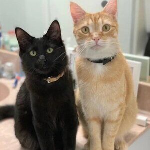 vintage PUPTECK 2 PCS Soft Leather Cat Kitten Collar- Black and Brown with Bells